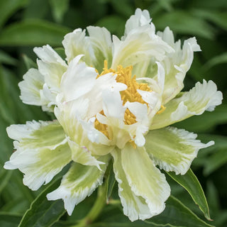 Green Halo Peony