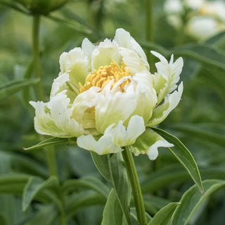 Green Halo Peony