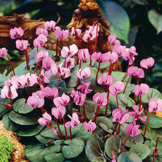 Hardy Cyclamen Coum