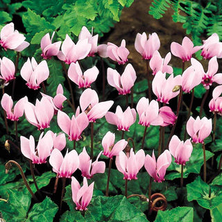 Hardy Cyclamen Coum