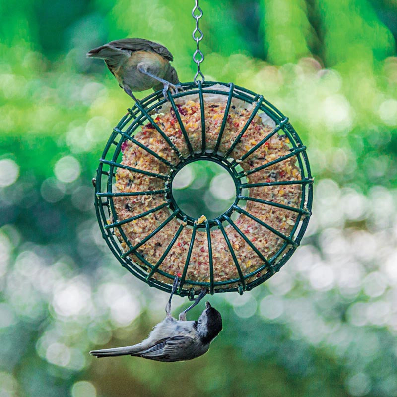 Suet Wreath Cage