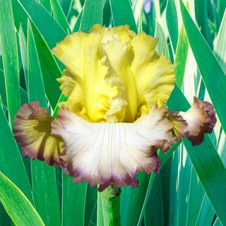 Autumn Ring German Iris