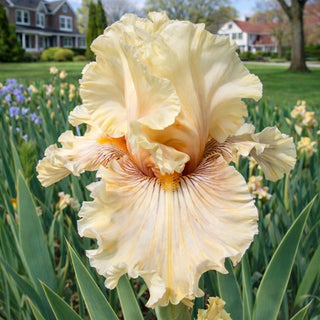 Cotillion Gown German Iris