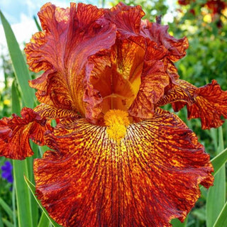 Dash of Spice German Iris