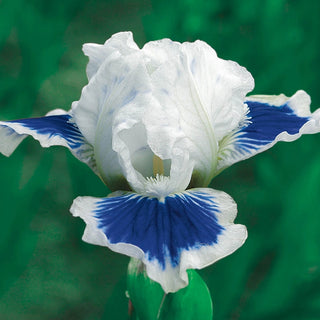 Open Your Eyes German Iris