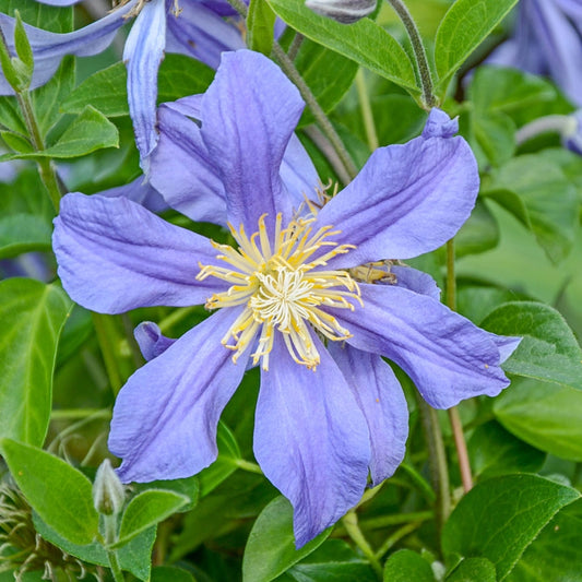Clematis Juuli – Spring Hill Nurseries