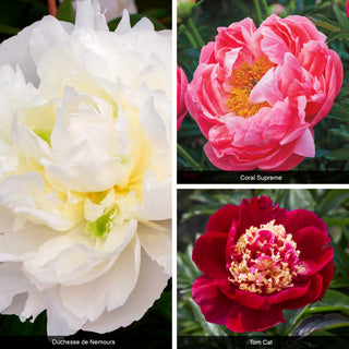 Bouquet Builders Peony Collection