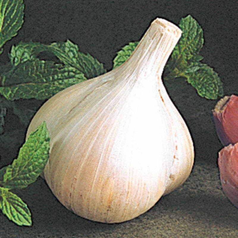 Walla Walla Early Garlic