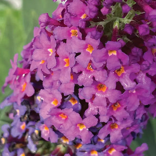 Birthday Cake™ Butterfly Bush