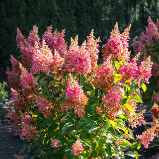 Flare™ Hydrangea