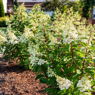 Flare™ Hydrangea