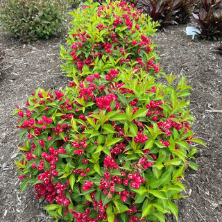 Crimson Kisses® Weigela