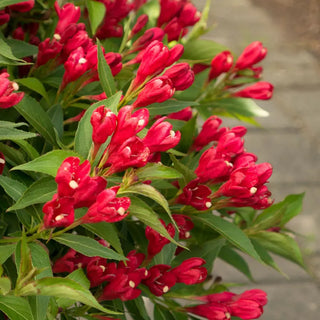Crimson Kisses® Weigela