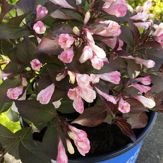 Afterglow Weigela