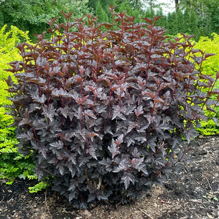 Panther® Ninebark