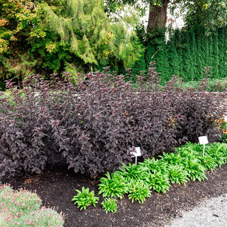 Panther® Ninebark