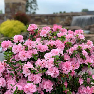Ever After™ Blush Azalea