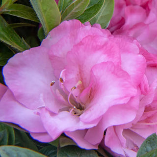 Ever After™ Blush Azalea