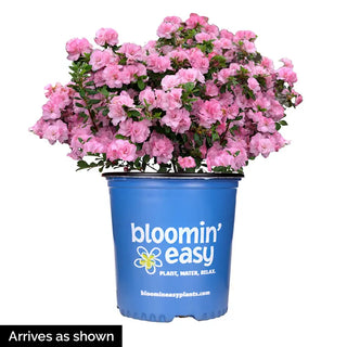 Ever After™ Blush Azalea