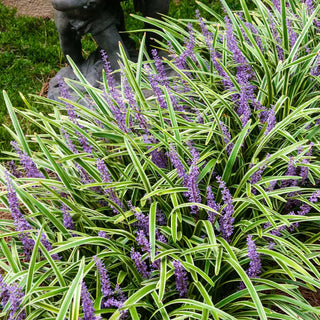 Variegated Liriope
