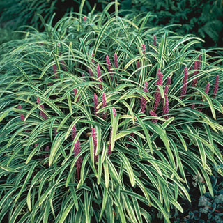 Variegated Liriope
