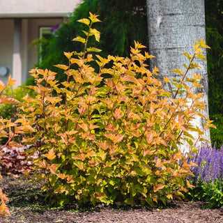 Savannah Sunset™ Ninebark