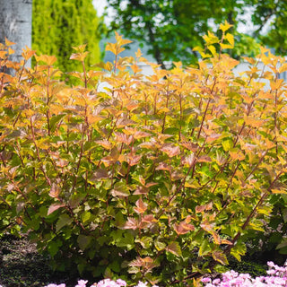 Savannah Sunset™ Ninebark