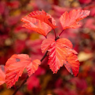 Savannah Sunset™ Ninebark