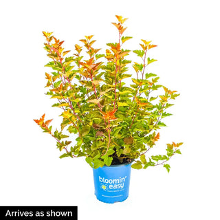 Savannah Sunset™ Ninebark