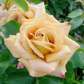 Honey Dijon™ Grandiflora Rose