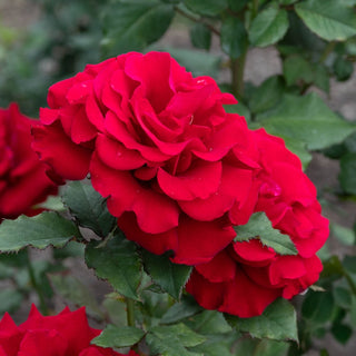In The Mood™ Hybrid Tea Rose