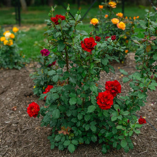 In The Mood™ Hybrid Tea Rose