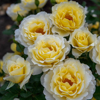 White Licorice™ Floribunda Rose