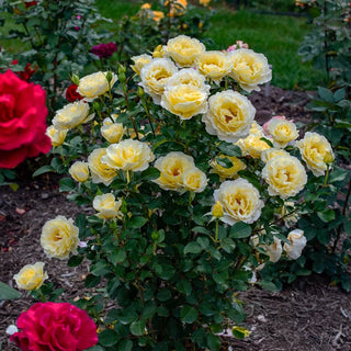 White Licorice™ Floribunda Rose
