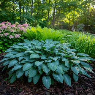Red Cadet Hosta