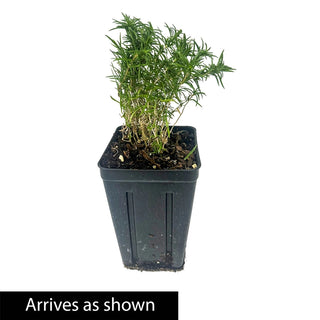 Violet Pinwheels Carpet Phlox