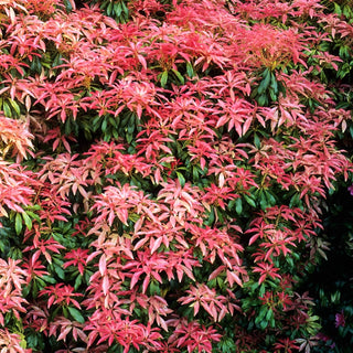 Forest Flame Pieris