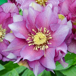 Maid Of Honor Double Lenten Rose