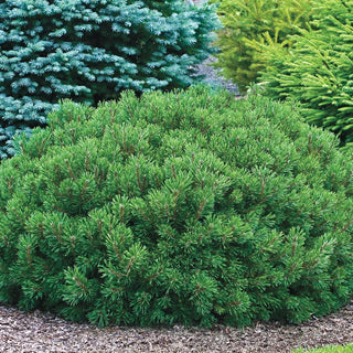 Slowmound Dwarf Mugo Pine