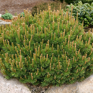 Slowmound Dwarf Mugo Pine
