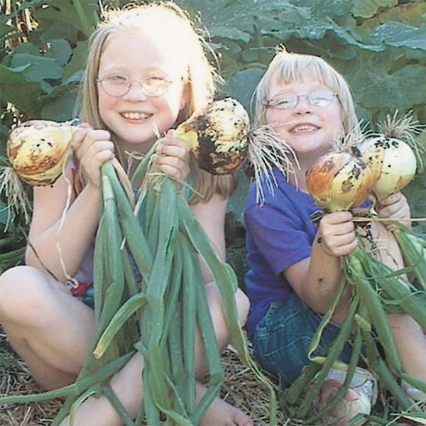Candy Hybrid Onion At Spring Hill Nurseries