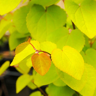 Claim Jumper Katsura Tree