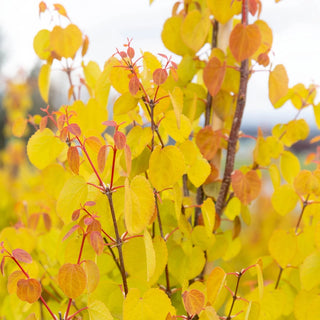 Claim Jumper Katsura Tree