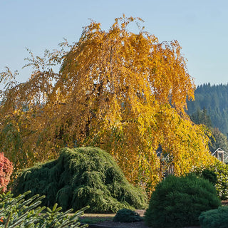 Morioka Weeping Katsura