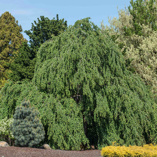 Morioka Weeping Katsura