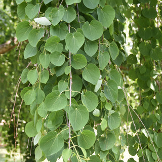 Morioka Weeping Katsura