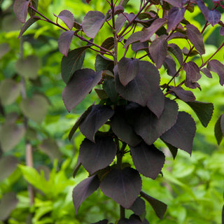 Red Fox Katsura Tree