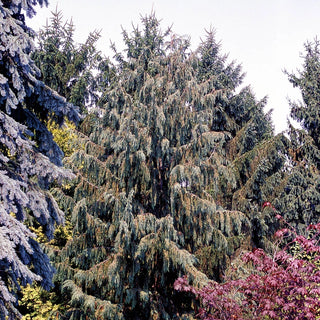 Blue Nootka Cypress