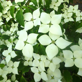 Greensleeves Dogwood