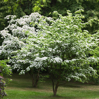 Greensleeves Dogwood